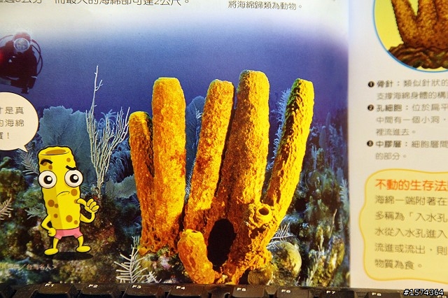天哪!!原來海底真的有很多海綿寶寶