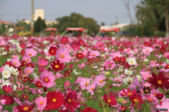 【田尾公路花園】,波斯菊花海