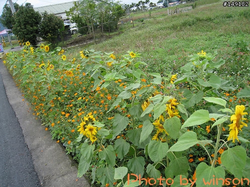 2010 2/14~2/19 春節 6天5夜 單人環島 圖多+文多