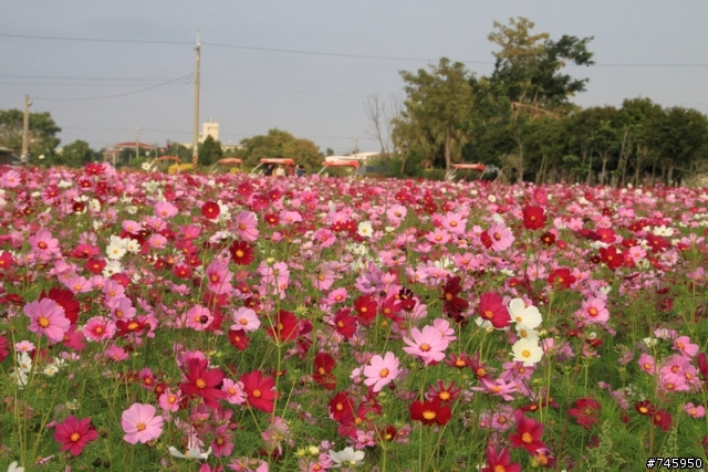 【田尾公路花園】,波斯菊花海