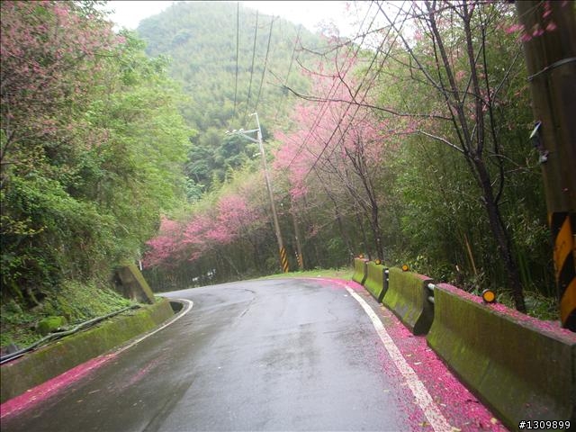 桃園縣復興鄉「2010年櫻花季暨自行車逍遙遊活動」 沒來真的很可惜喔