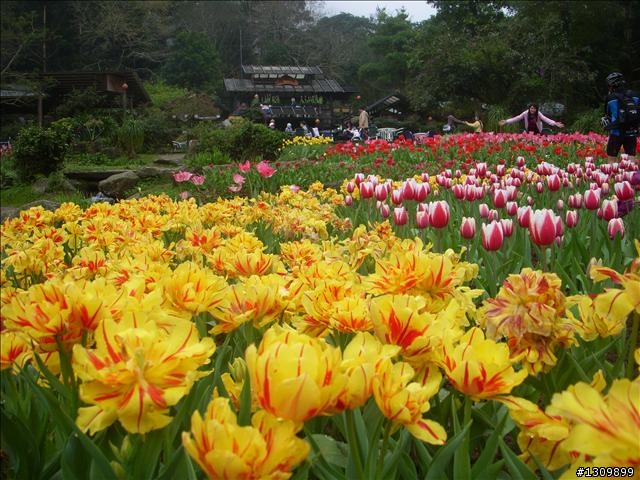 桃園縣復興鄉「2010年櫻花季暨自行車逍遙遊活動」 沒來真的很可惜喔