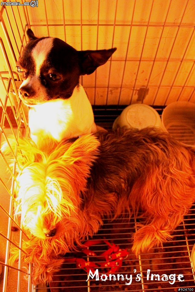 剛入手500d拍狗狗