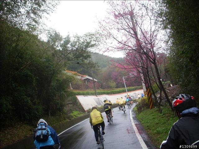 桃園縣復興鄉「2010年櫻花季暨自行車逍遙遊活動」 沒來真的很可惜喔