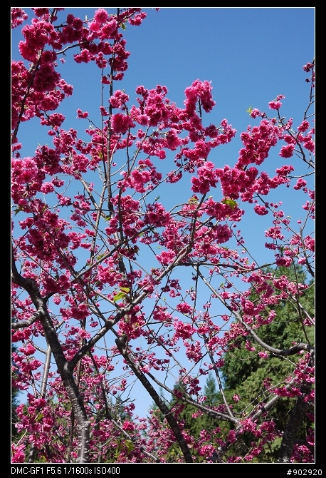 【開箱分享】Panasonic GF1 隨心所欲,初體驗 (2010.02.18 包包入手)