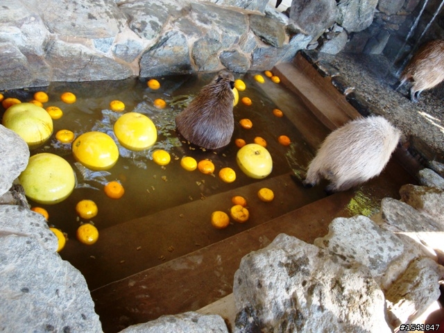 老鼠的加料柚子湯 (東北亞才對)