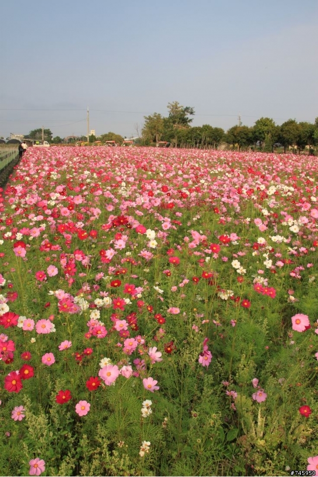 【田尾公路花園】,波斯菊花海