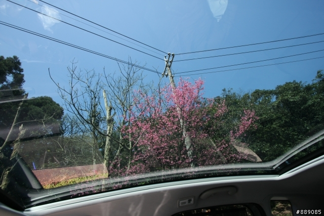 迎虎年,來隻小獅吧~3008開箱~