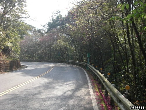 櫻花開了-日月潭環湖與月潭自行車道