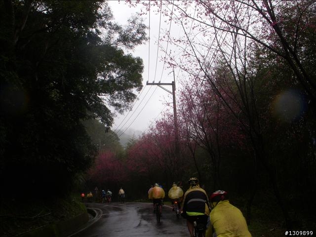 桃園縣復興鄉「2010年櫻花季暨自行車逍遙遊活動」 沒來真的很可惜喔