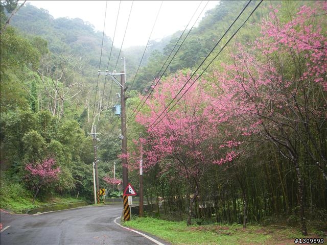 桃園縣復興鄉「2010年櫻花季暨自行車逍遙遊活動」 沒來真的很可惜喔