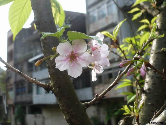 2010-03-22北台灣一日遊,又是獨跑,圖一樣很多XD