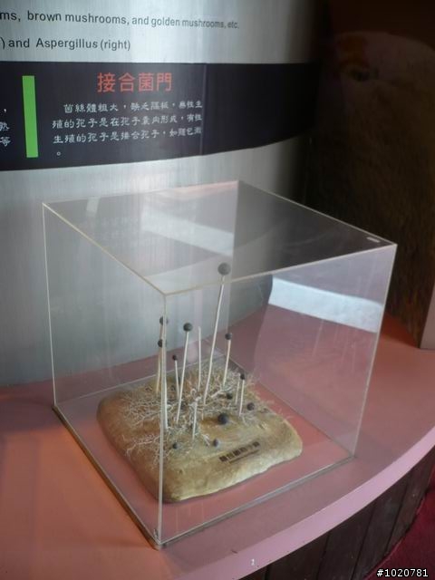 2010-03-22北台灣一日遊,又是獨跑,圖一樣很多XD