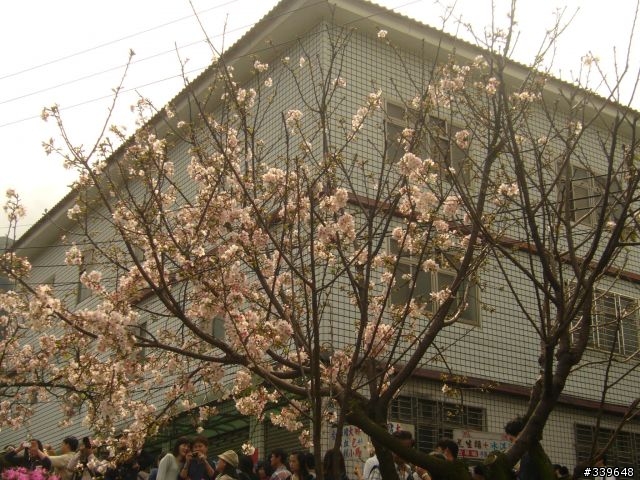 賞櫻外加巴拉卡助航站之行