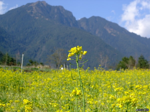 武陵合歡山~殘花殘雪兩日遊(圖多)