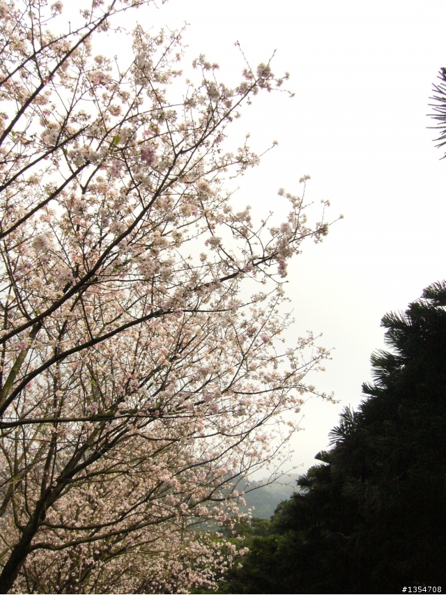 淡水無極天元宮賞櫻輕鬆騎