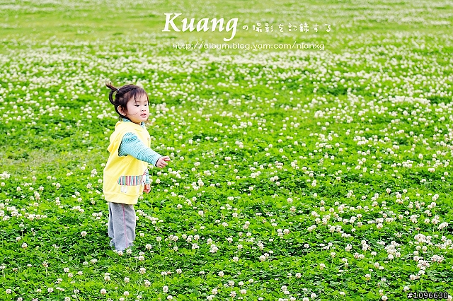 河濱公園的白花苜蓿