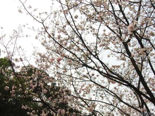 淡水無極天元宮賞櫻輕鬆騎