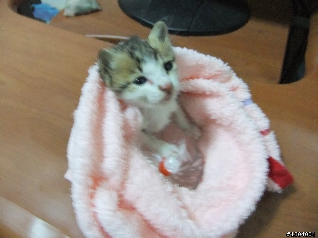 意外之貓!!!(文長)