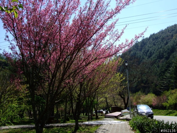 武陵合歡山~殘花殘雪兩日遊(圖多)