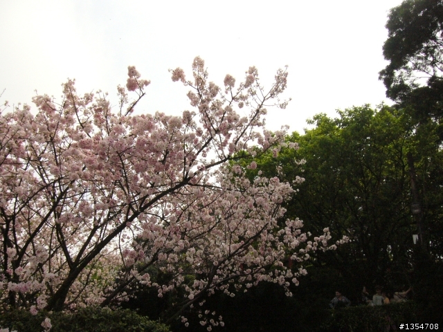 淡水無極天元宮賞櫻輕鬆騎