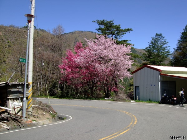 武陵合歡山~殘花殘雪兩日遊(圖多)