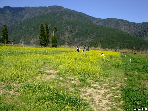 武陵合歡山~殘花殘雪兩日遊(圖多)