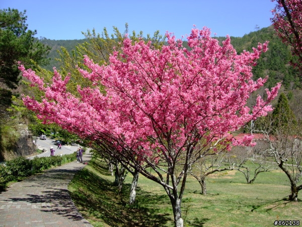 武陵合歡山~殘花殘雪兩日遊(圖多)