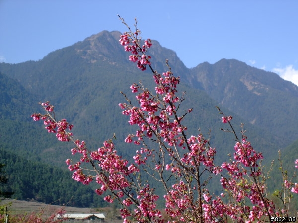 武陵合歡山~殘花殘雪兩日遊(圖多)