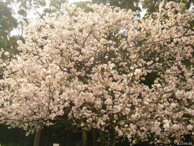 賞櫻外加巴拉卡助航站之行