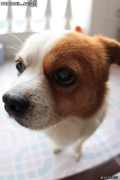 新手開箱,FISHEYE LENS EF 15mm 1:2.8