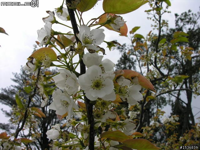 (長文+多圖) 2010/3/30-31 沒啥計劃的台灣3/4周雙點三塔兩日行~(更新完畢)~