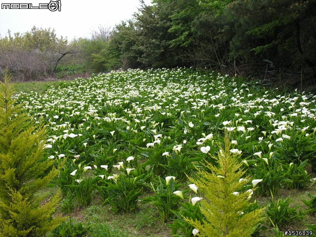 (長文+多圖) 2010/3/30-31 沒啥計劃的台灣3/4周雙點三塔兩日行~(更新完畢)~