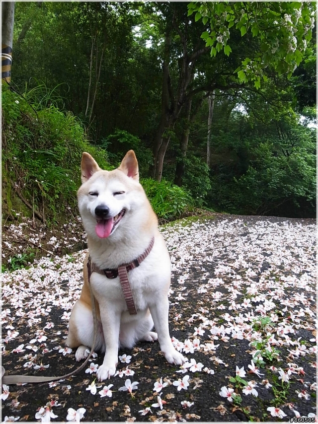 【桐花雪月】誰把桐花地毯打溼了?