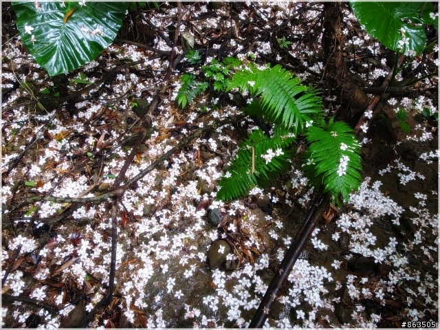 【桐花雪月】誰把桐花地毯打溼了?