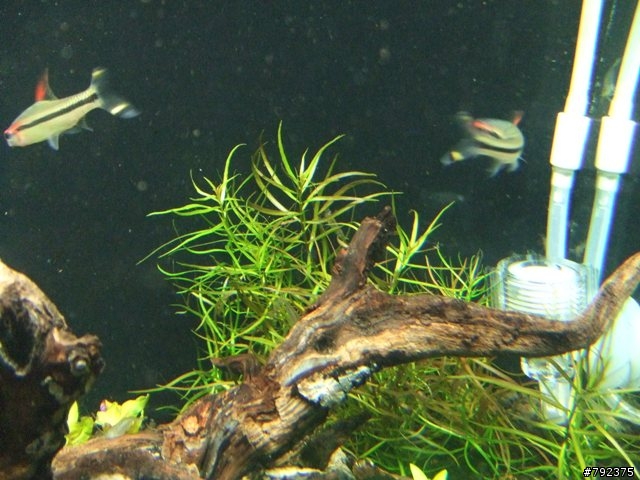 2尺新設缸~~(更新4/25~新進魚)
