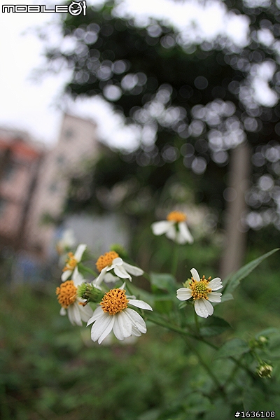 新手開箱,FISHEYE LENS EF 15mm 1:2.8