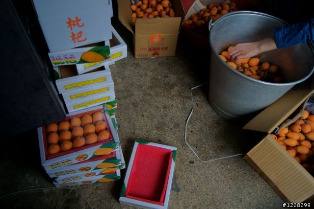 分享18/55KIT鏡頭下的國姓山城,枇杷豐收隨拍