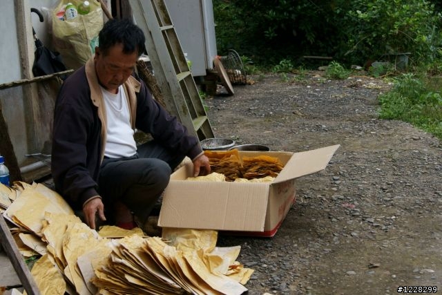 分享18/55KIT鏡頭下的國姓山城,枇杷豐收隨拍
