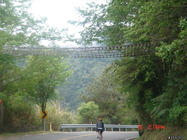 阿里山塔塔加232km一日遊
