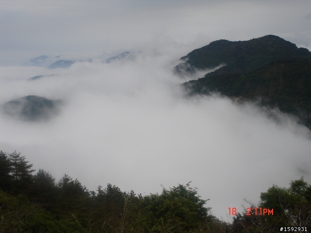 阿里山塔塔加232km一日遊