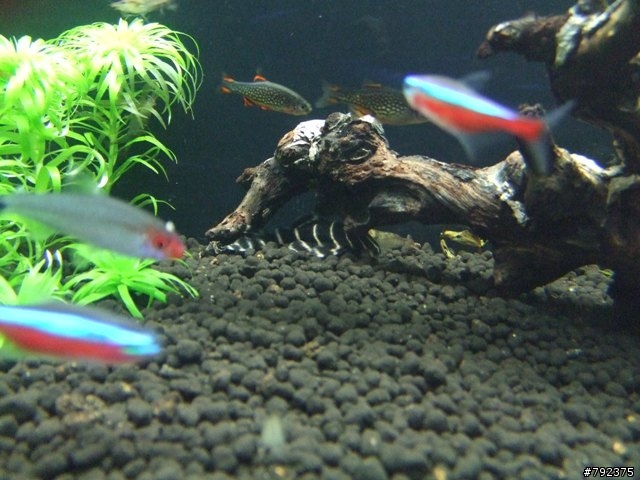 2尺新設缸~~(更新4/25~新進魚)
