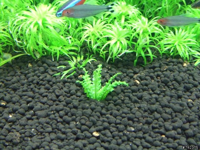 2尺新設缸~~(更新4/25~新進魚)