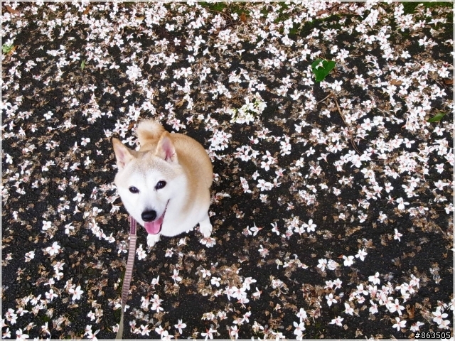 【桐花雪月】誰把桐花地毯打溼了?