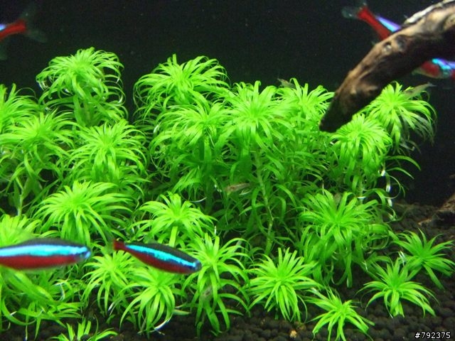 2尺新設缸~~(更新4/25~新進魚)