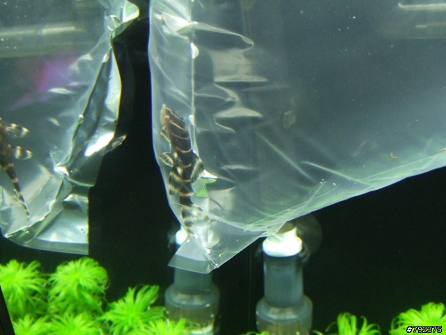 2尺新設缸~~(更新4/25~新進魚)