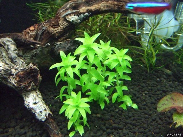 2尺新設缸~~(更新4/25~新進魚)