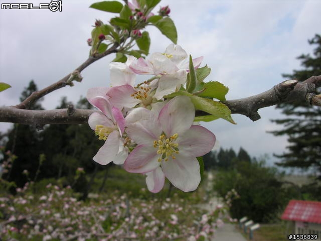 (長文+多圖) 2010/3/30-31 沒啥計劃的台灣3/4周雙點三塔兩日行~(更新完畢)~
