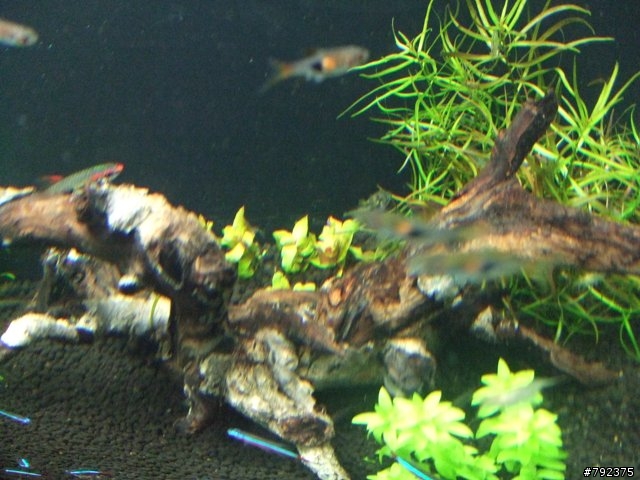 2尺新設缸~~(更新4/25~新進魚)