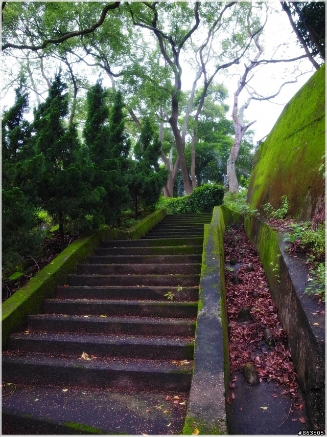 【桐花雪月】誰把桐花地毯打溼了?